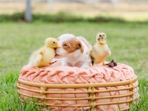 Labradoodle puppy playing with chicks
