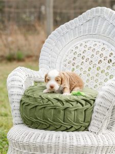 male australian labradoodle puppy for sale at 6 weeks old