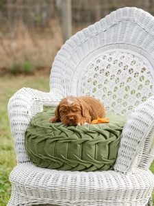 2026 Pet CNR Cardinal - our newest male australian labradoodle puppy for sale