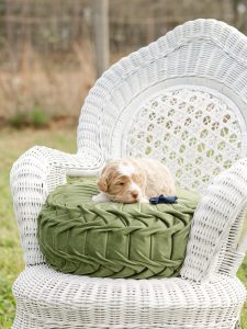 2026 Pet CNR new australian labradoodle puppy named Finch