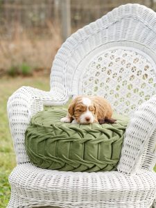 Australian labradoodle puppy for sale by CNR famrs