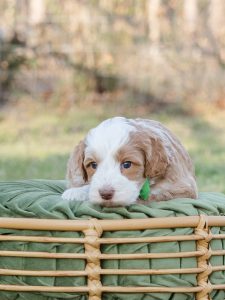 Kildeer - labradoodle puppy for sale by CNR Farms