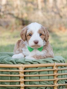 Australian Labradoodle puppy with carmel tuxedo and wavy coat named Kildeer