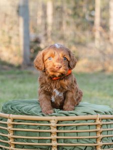 2026 Pet CNR dark caramel australian labradoodle puppy named Cardinal