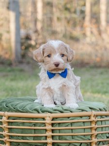 2026 Pet CNR carmel colored australian labradoodle puppy for sale named Finch