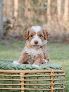 Carmel Tuxedo Australian Labradoodle Puppy for Sale named Wren