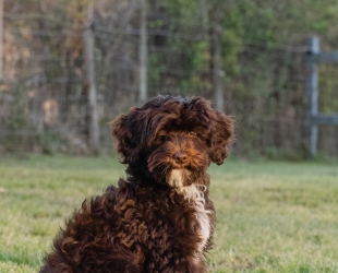 Violet-Female-$3200(discounted through 4/5)