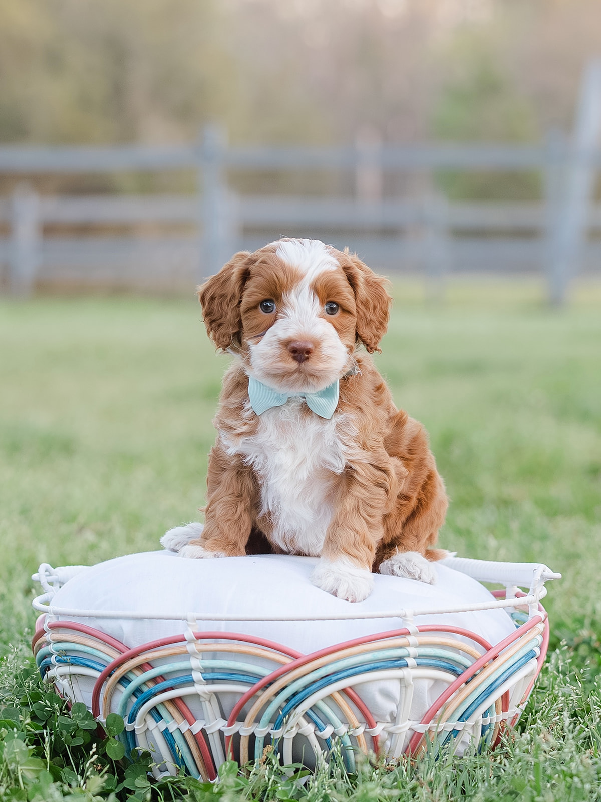 Male Caramel Australian Labradoodle