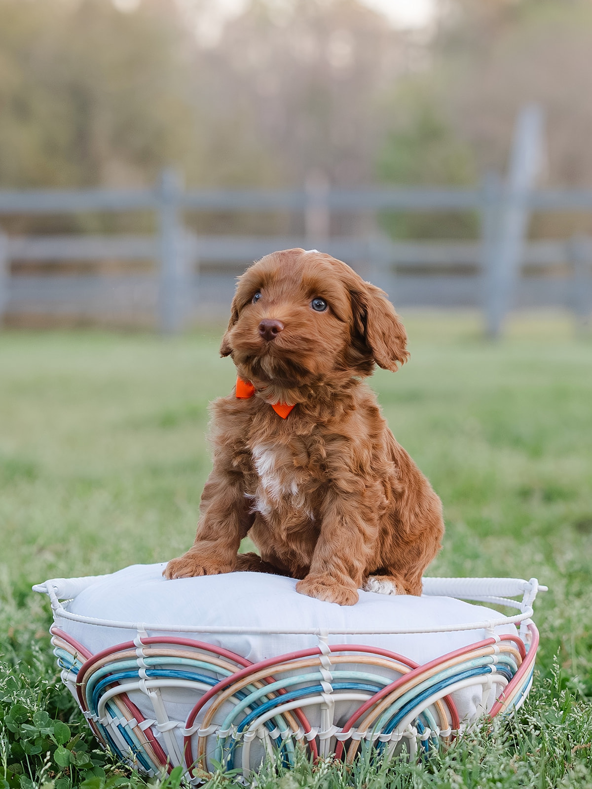 Red Caramel Australian Labradoodle Male