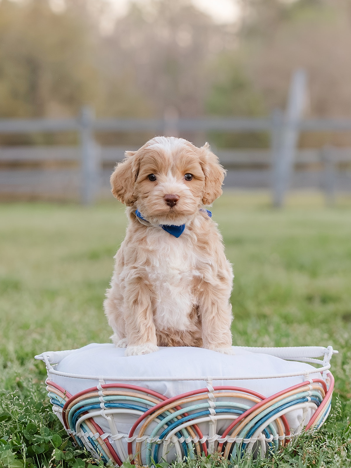 Light Caramel Australian Labradoodle