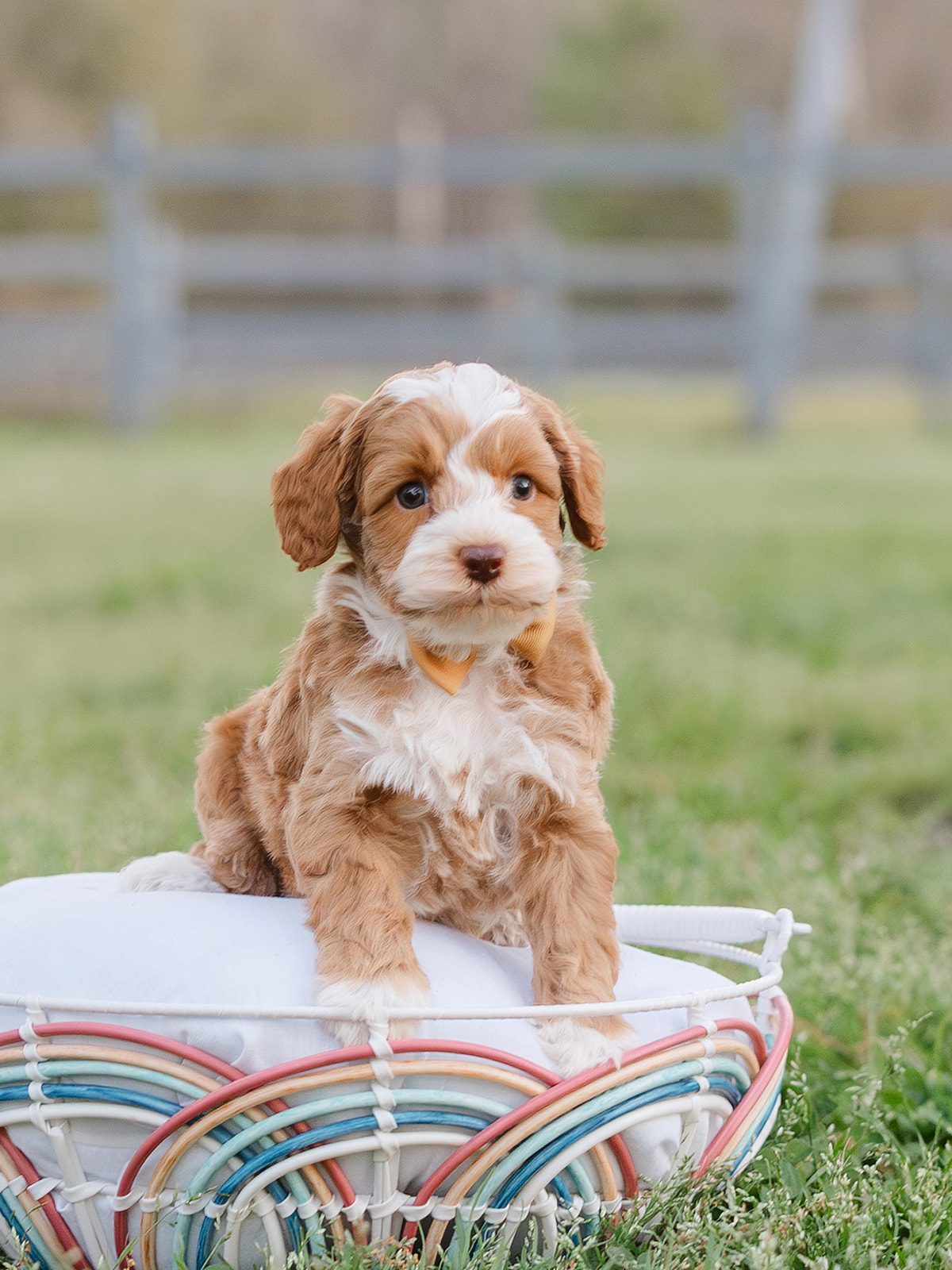 Carmel Tuxedo Australian Labradoodle Puppy for Sale
