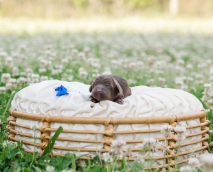 Okefenoke-Male-$3000