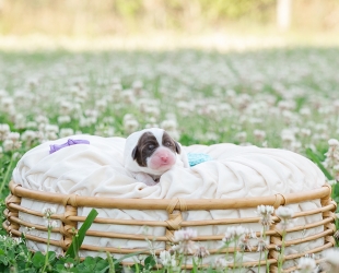 Shenandoah-Female-$3000