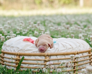 Glacier-Female-$3000