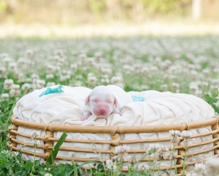 Yellowstone-Male-$3000