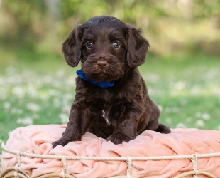 Okefenoke-Male-$3000