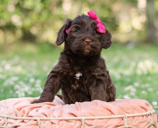 Zion-Female-$3000