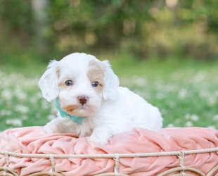 Yellowstone-Male-$3000