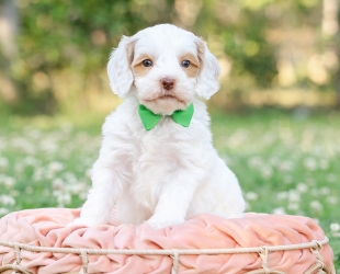 Redwood-Male-$3000