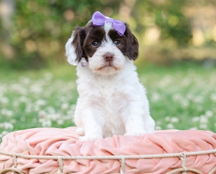Shenandoah-Female-$3000