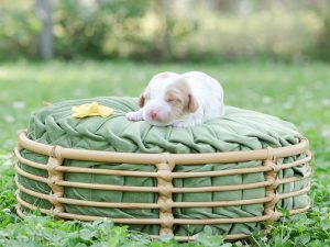 2026 Pet CNR male australian labradoodle puppy for sale