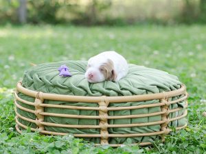 2026 Pet CNR Professor plum sleeping in a bed