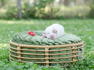 2026 Pet CNR sleeping Australian Labradoodle puppy with a carmel parti coat