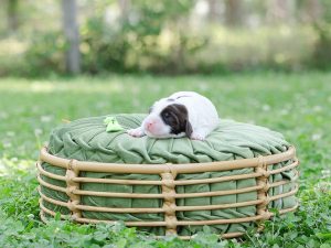 2026 Pet CNR sleeping Australian Labradoodle puppy named Mr Green