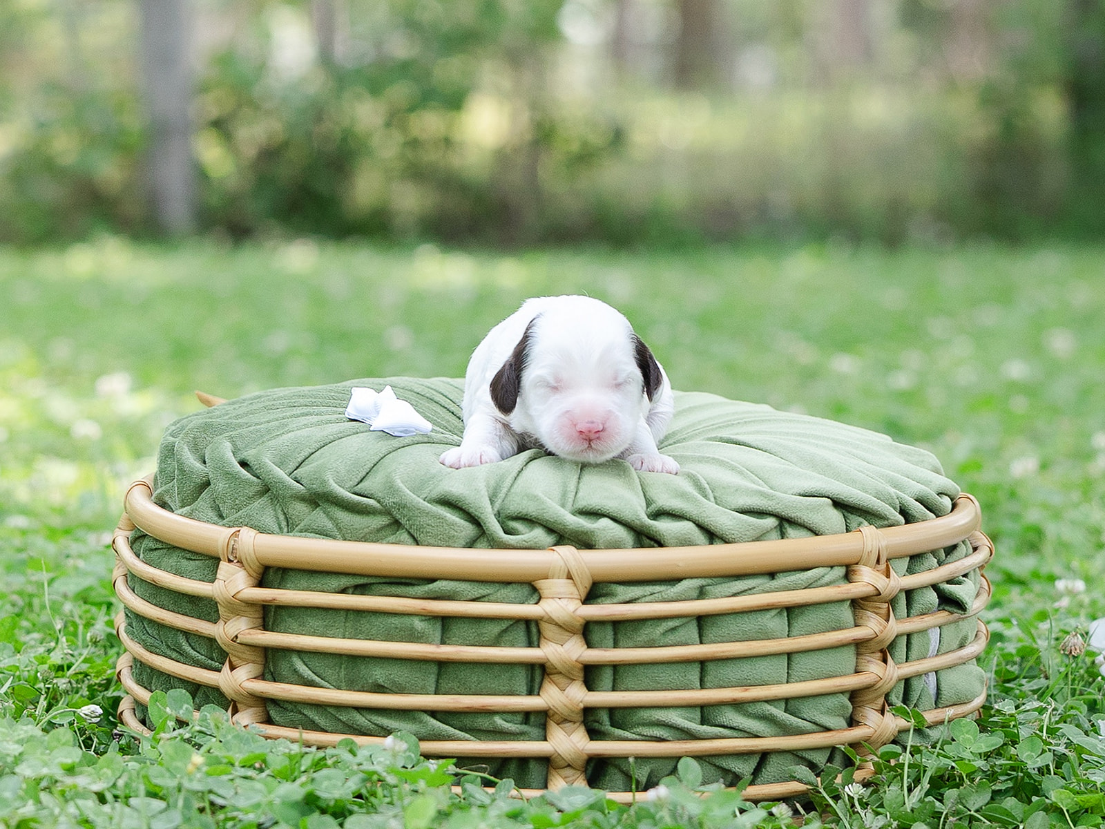 Chocolate parti Australian Labradoodle puppy sleeping in her bed
