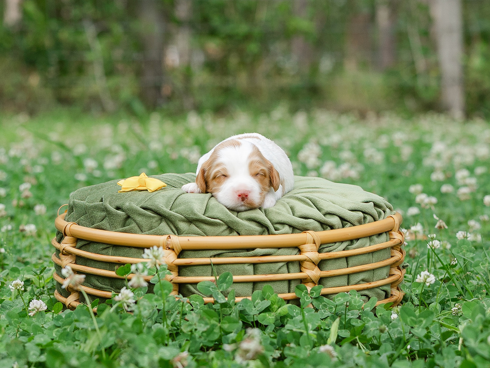 carmel parti australian labradoodle puppy named Colonel Mustard
