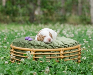 Professor Plum-Male-$3000