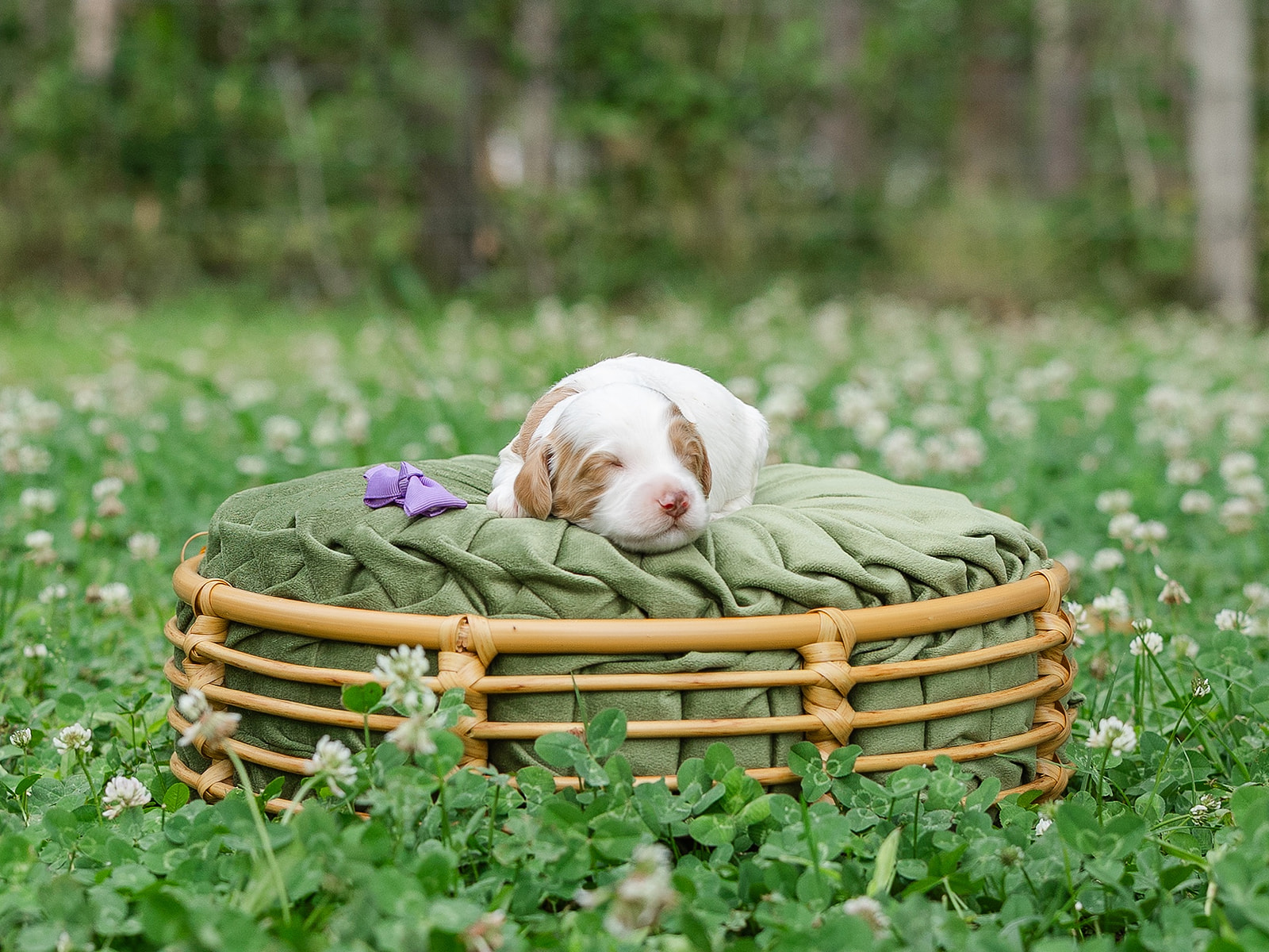 male carmel parti Australian Labradoodle puppy, Professor Plum