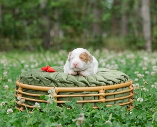 Miss Scarlett-Female-$3000