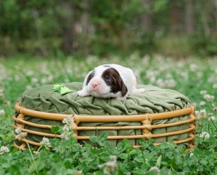 Mr. Green-Male-$3000