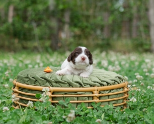 Mr. Boddy-Male-$3000