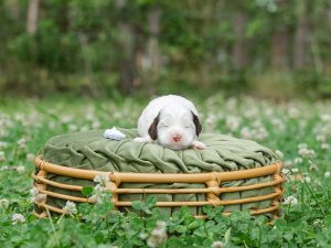 2026 Pet CNR Mrs White laying in her puppy bed
