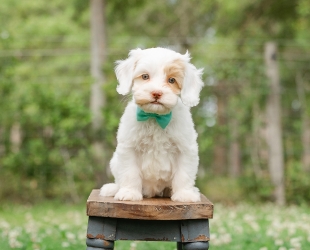 Yellowstone-Male-$3000
