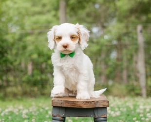 Redwood-Male-$3000