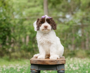 Shenandoah-Female-$3000