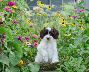 Mr. Boddy-Male-$3000