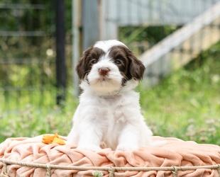 Mr. Boddy-Male-$3000