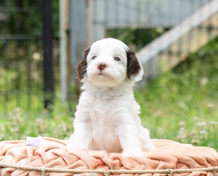 Mrs. White-Female-$3000