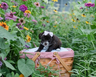 Delilah-Female-$3000