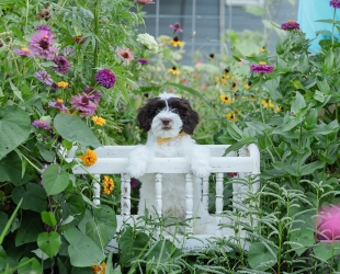 What goes into planning litters?