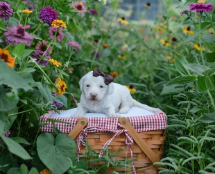 Diamond-Female-$3000