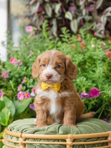 Dakota is a Male Australian Labradoodle Puppy that is Caramel in color