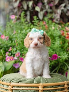 Caramel Tuxedo-Australian Labradoodle-Female