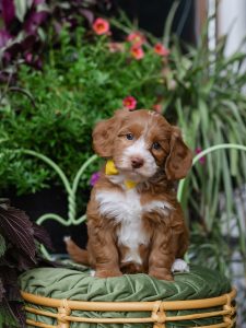 Dakota is a Male Australian Labradoodle Puppy that is Caramel in color