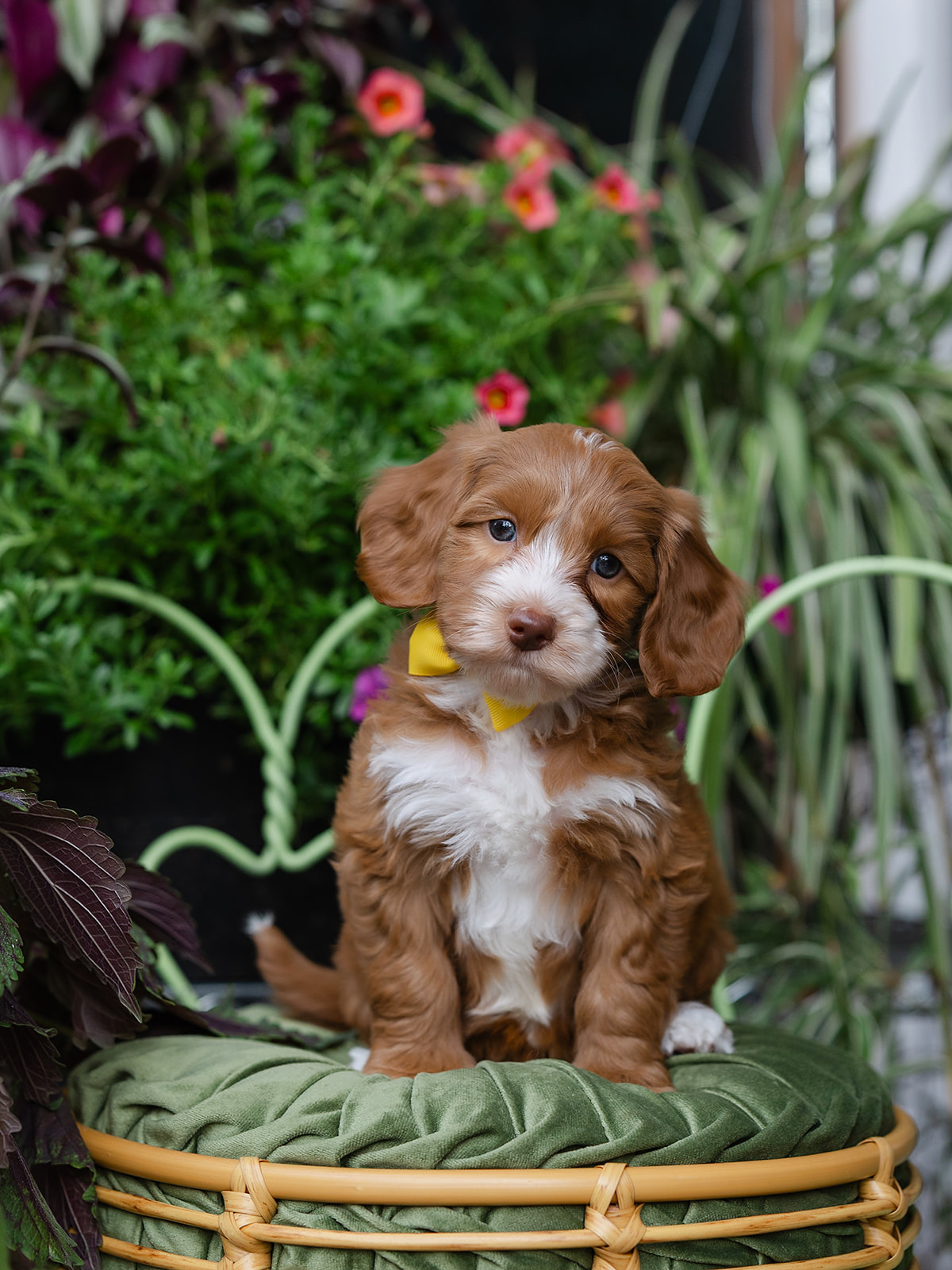 Dakota is a Male Australian Labradoodle Puppy that is Caramel in color