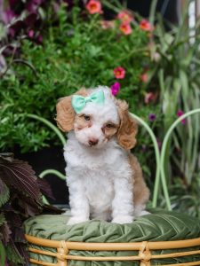 Caramel Tuxedo-Australian Labradoodle-Female
